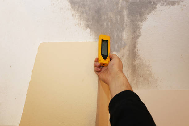 Best Water Damage & Mold Remediation  in Helena, AL