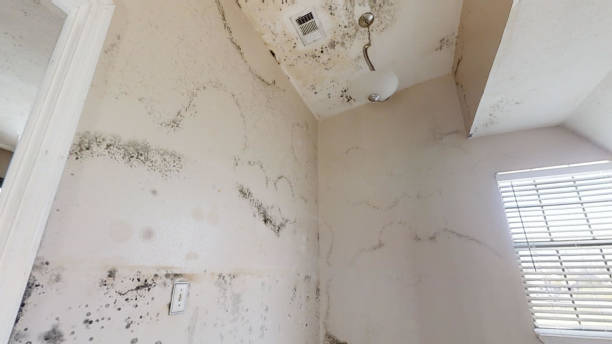 Best Asbestos and Lead Testing During Mold Inspection  in Helena, AL