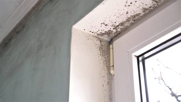 Trusted Helena, AL Mold Removal Experts