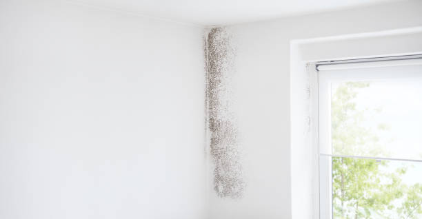 Best Mold Damage Restoration  in Helena, AL