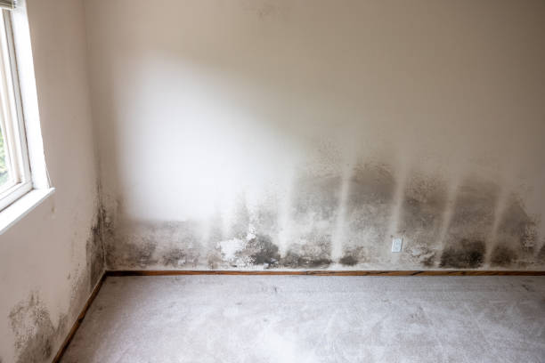 Best Dehumidification Services  in Helena, AL