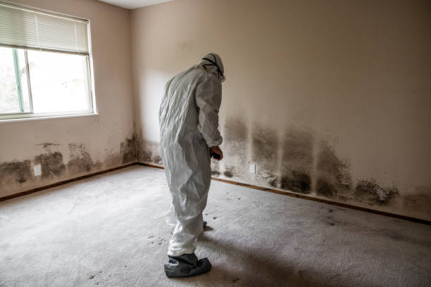 Environmental Consulting for Mold Prevention in Helena, AL